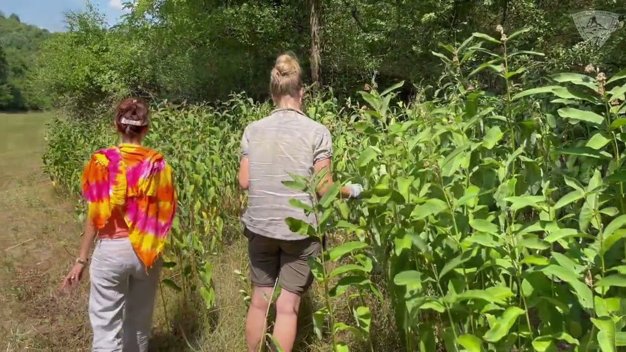 Glejovka americká - invázna rastlina teplých oblastí Slovenska