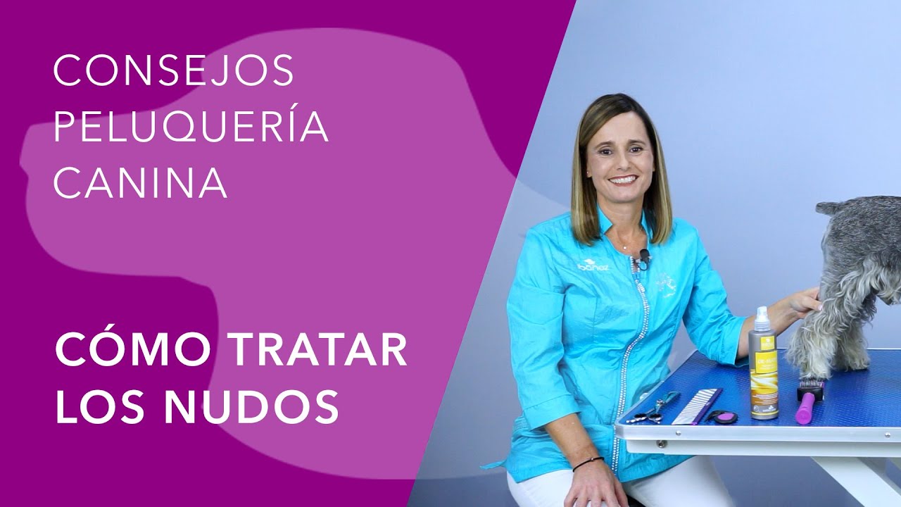 CÓMO TRATAR Y DESENREDAR UN PERRO LLENO DE NUDOS