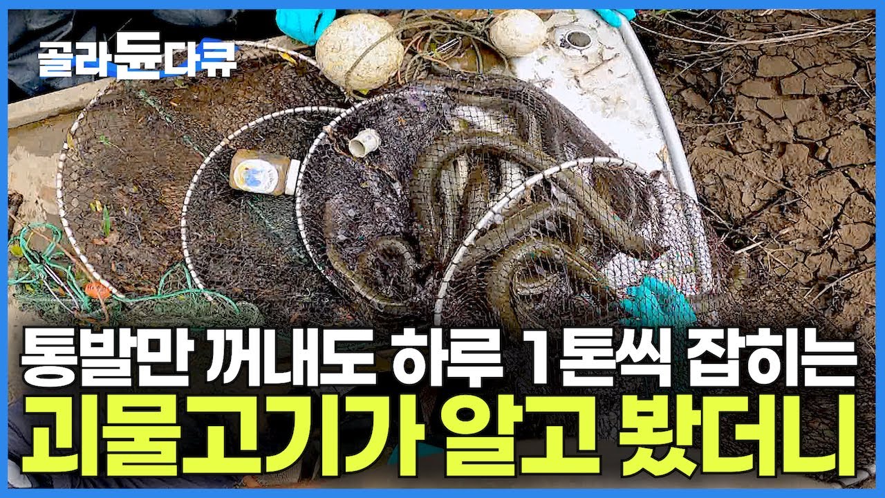 한국에서는 특대 사이즈가 이 나라에서는 방생 치어? 전 세계에서 유일하게 잡히는 초대형 장어의 정체｜통발로 하루 1톤 씩 잡는데 없어서 못 먹는 최고급 식재료｜극한직업｜#골라듄다큐