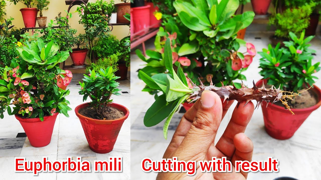 फ्री मैं लगाएं euphorbia mili plant cutting से, euphorbia mili plant care n cutting propagation...