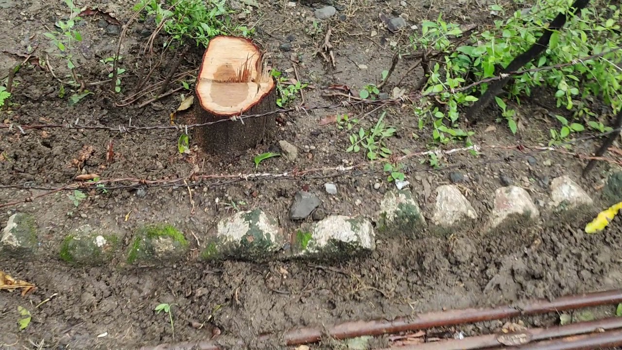 sandal wood tree Botony Dept Gulbarga University.