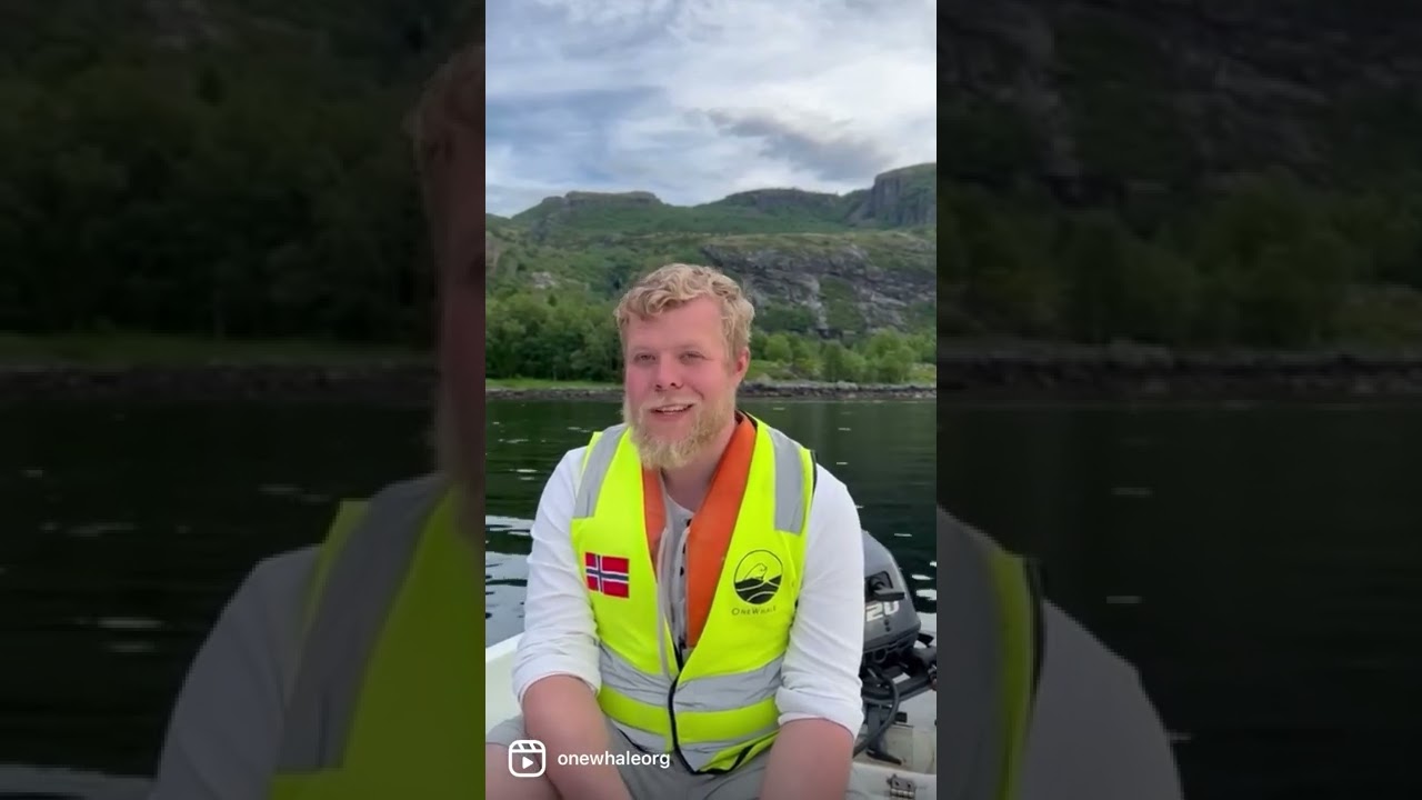 Team Hvaldimir Update - Sebastian July 12, 2022 | OneWhale.org
