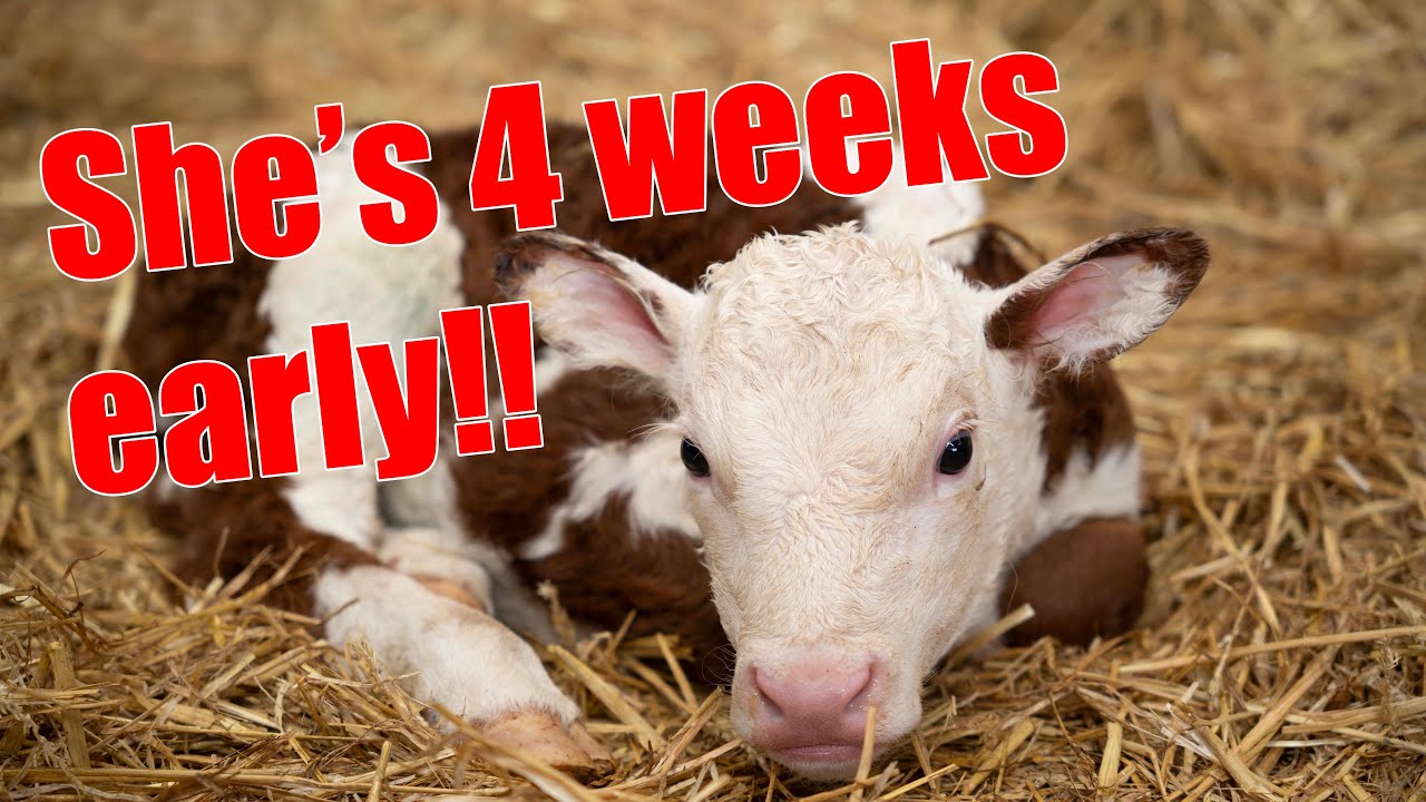 Surprise early calving! Farmer C sprints to the shed | Tense wait for a new arrival
