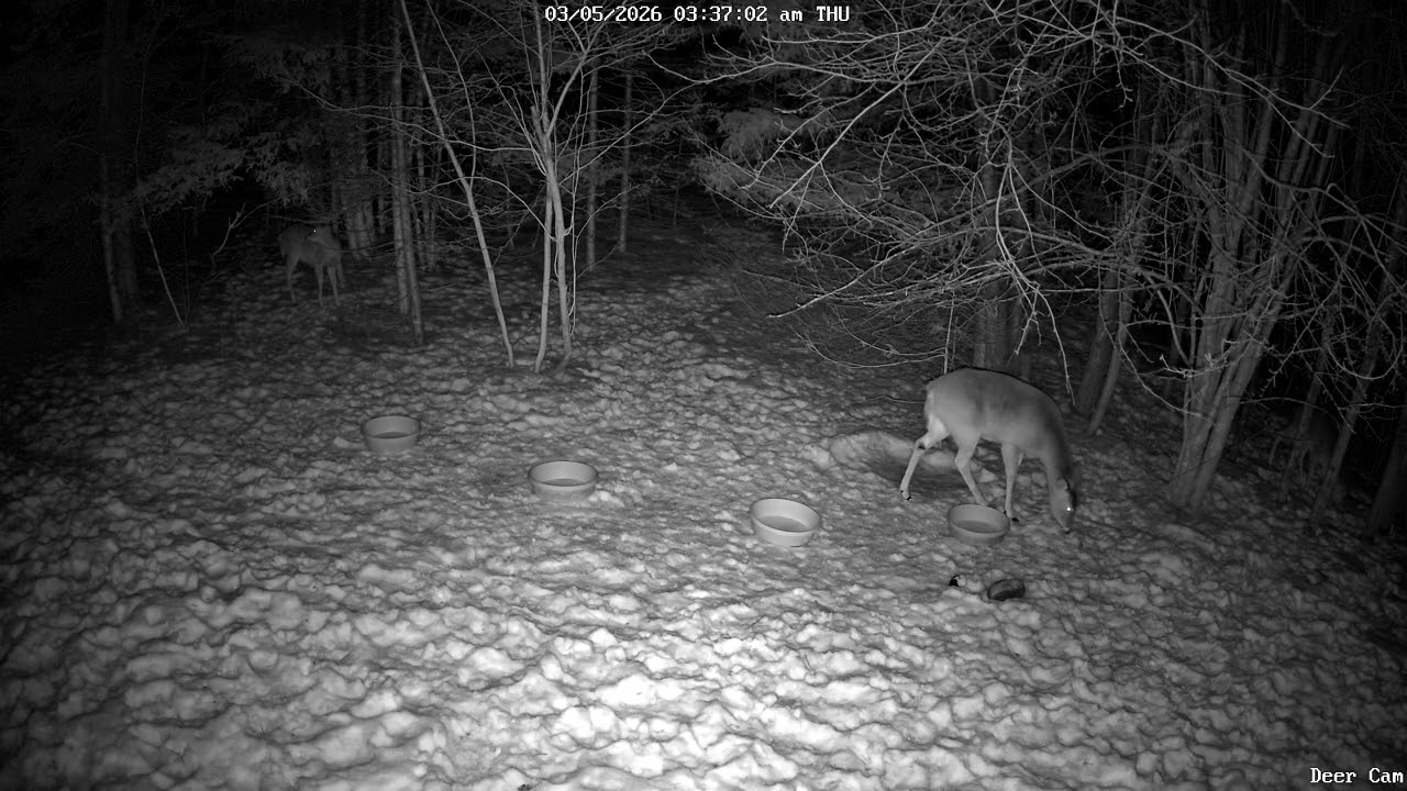 Deer 3-05-2026 3:29 AM