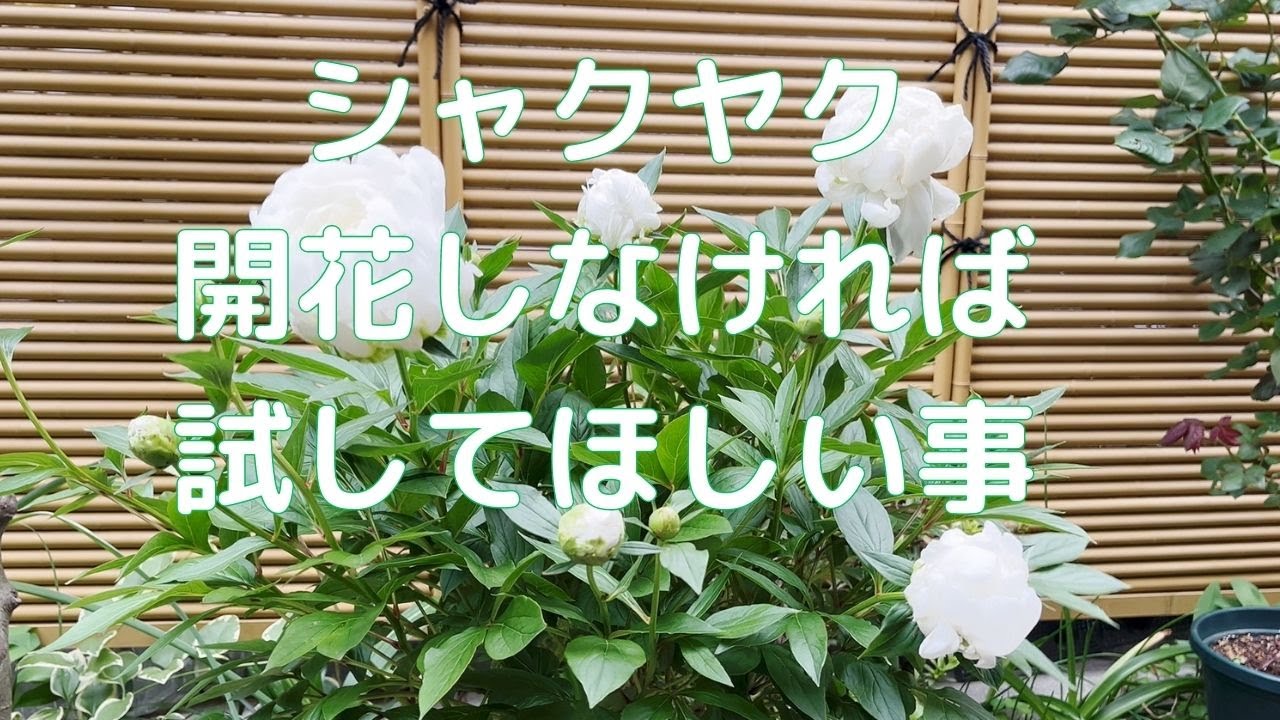 シャクヤクの花が咲かなくて悩んでいませんか？