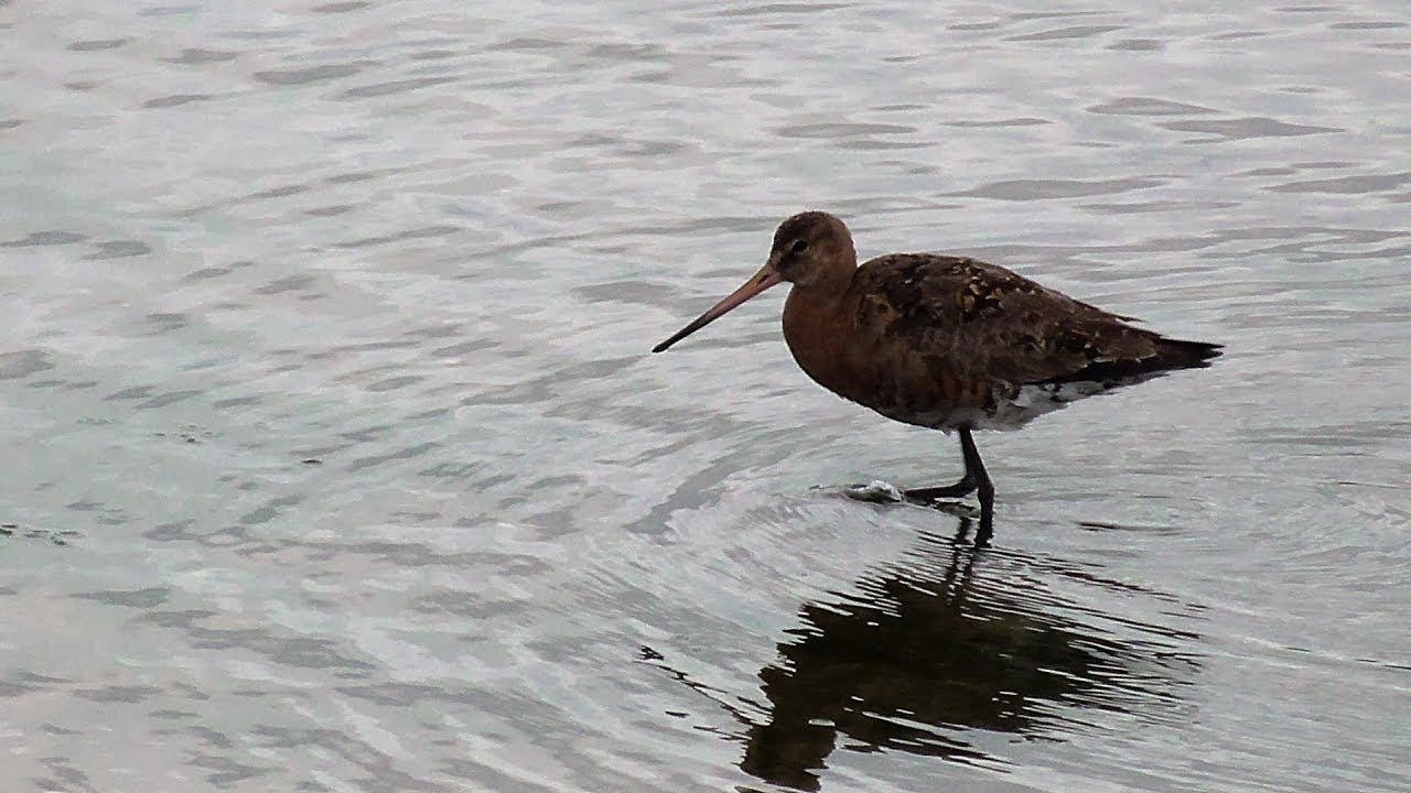 AUDIOVISUAL HANDBOOK: Limosa Limosa- How identify it_Behaviour_Distribution