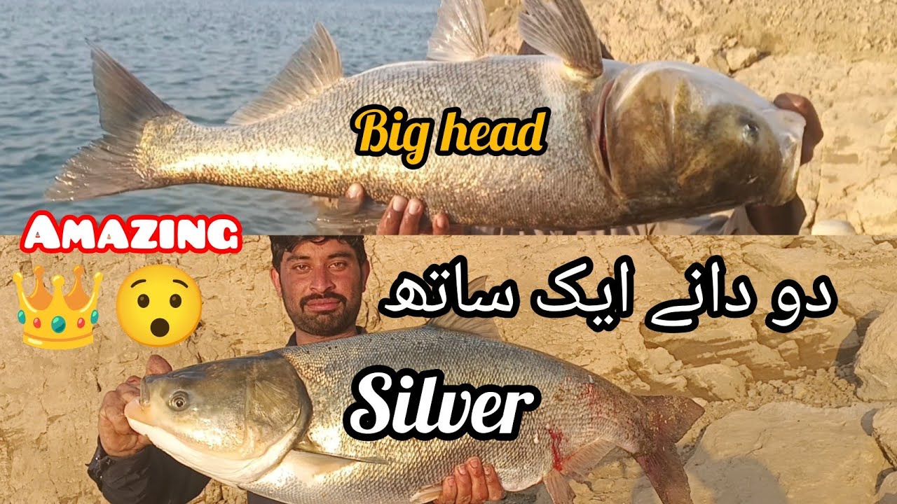 Amazing fishing videos//Mangla dam Kabooter Pahari 3 march 13 ramdhan Shareef Aqib shikari👑👑👑👑👑👑