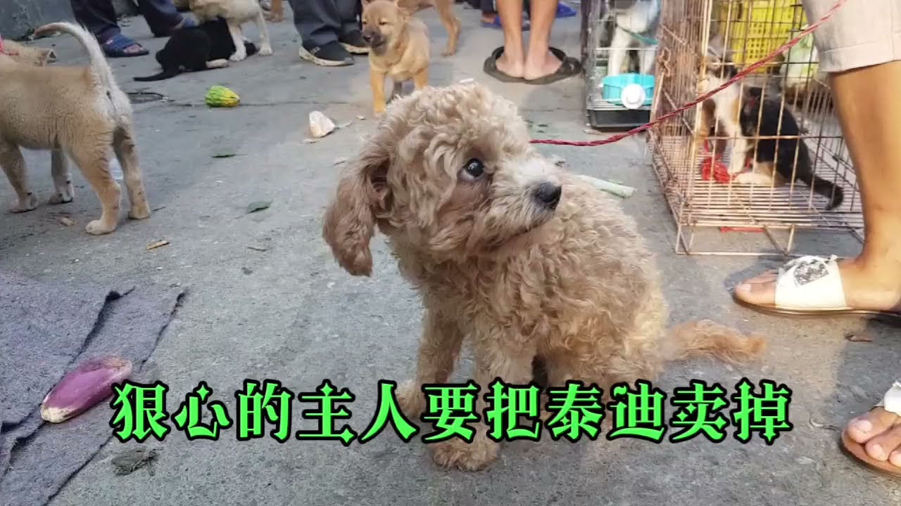 湖南集市，一隻泰迪被當肉狗賣，來看看狗主人怎麼說的，狠心