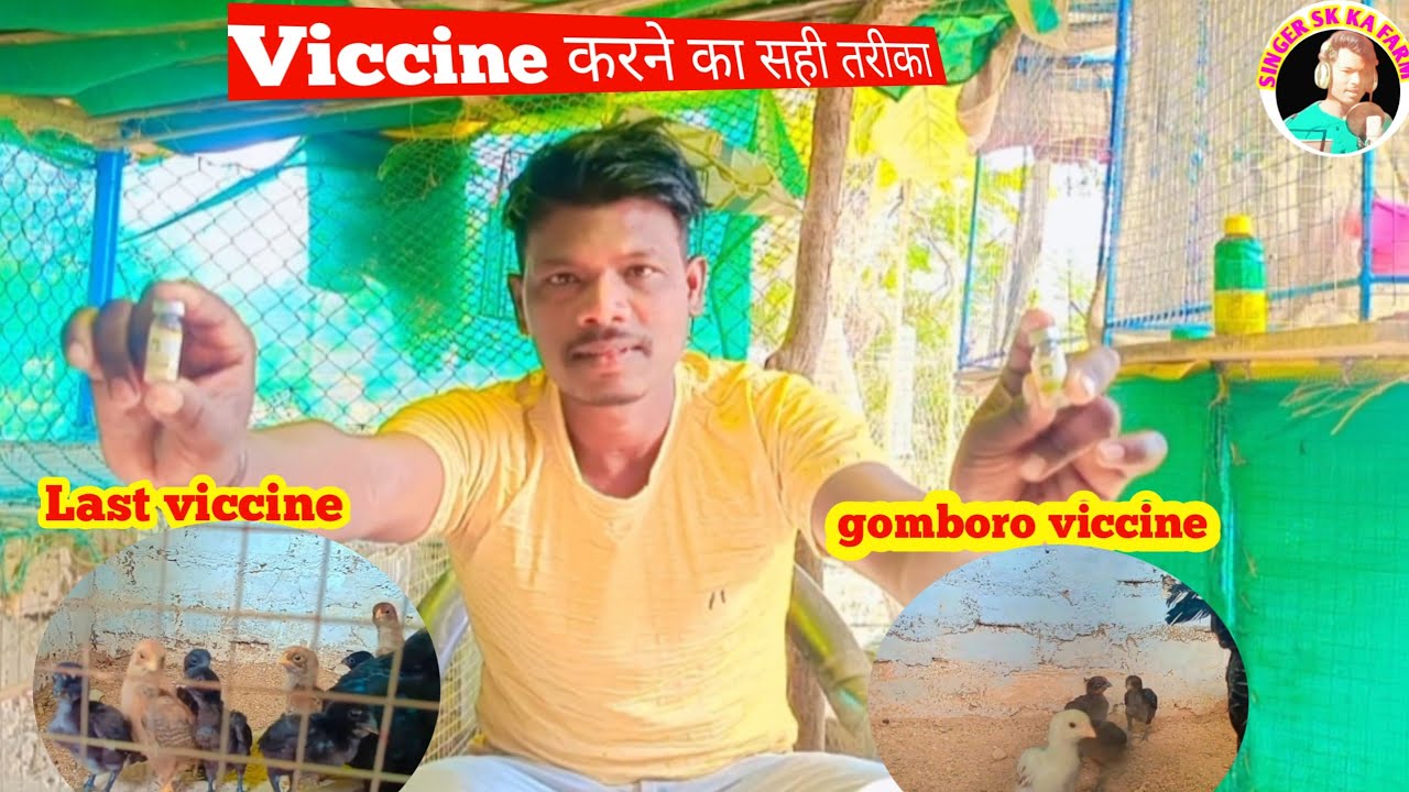 Lasota  और gomboro viccine कर ने का सही तरीका 🐥||murgi palan video||farming video #farming #murgi 