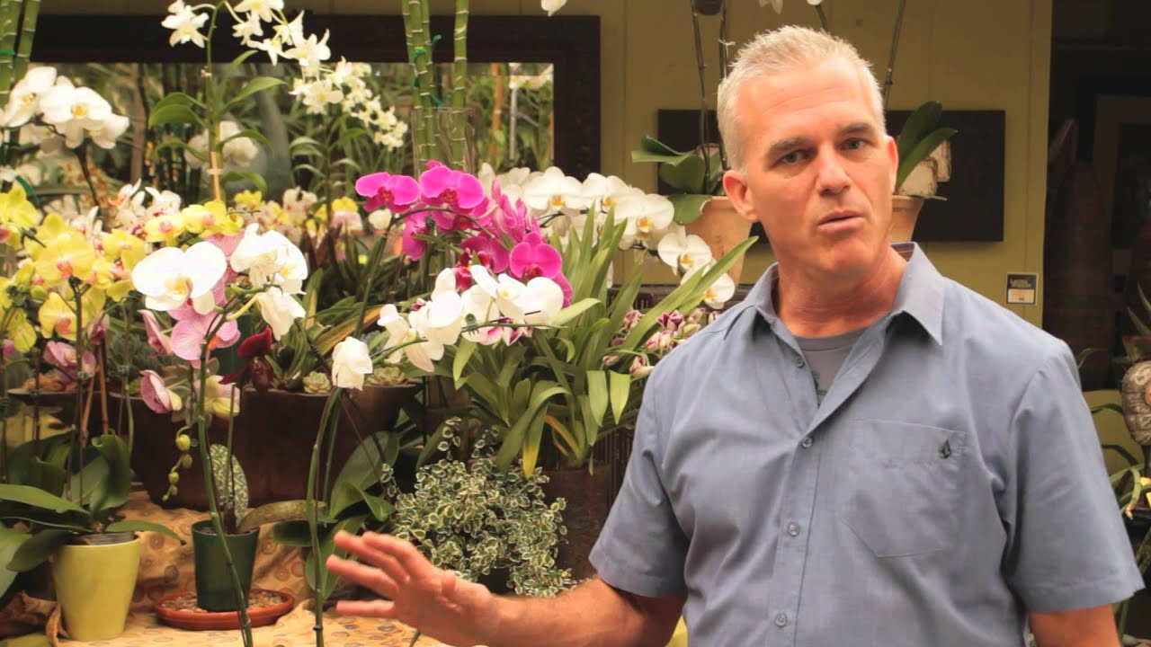 Wilted Orchid Blooms : Orchid Care & More