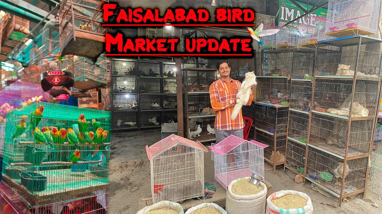 Bird market Faisalabad update | Pigeon Cat Parrot market Jhang Bazar Pakistan