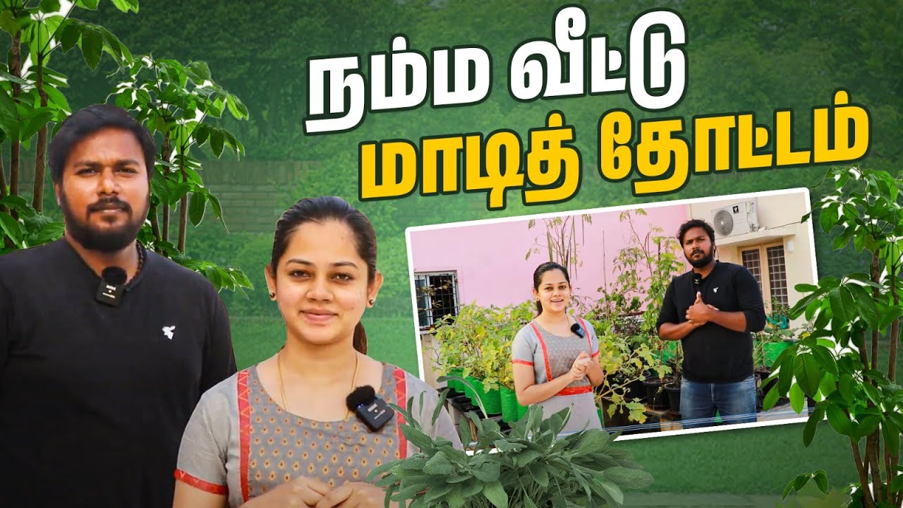 Terrace Garden Vlog | நம்ம வீட்டு மாடி தோட்டம் | Anithasampath Vlogs