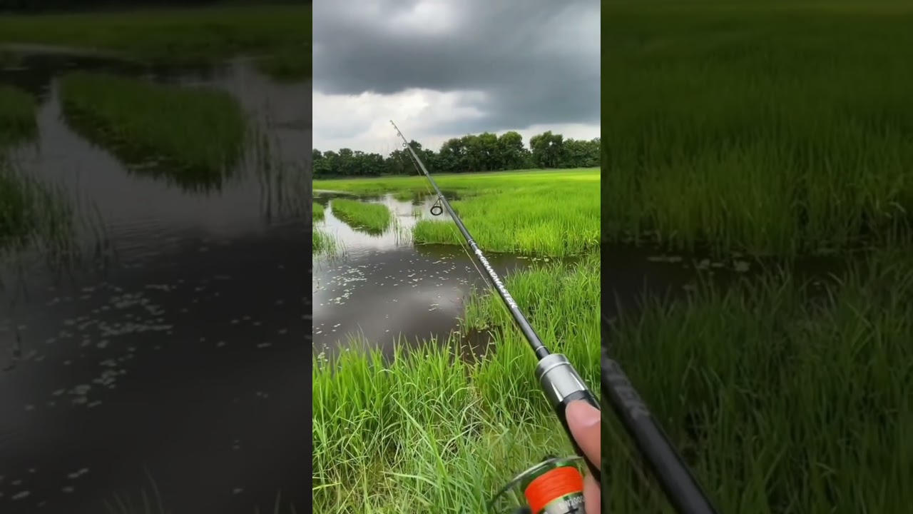 Casting ikan gabus di rawa  