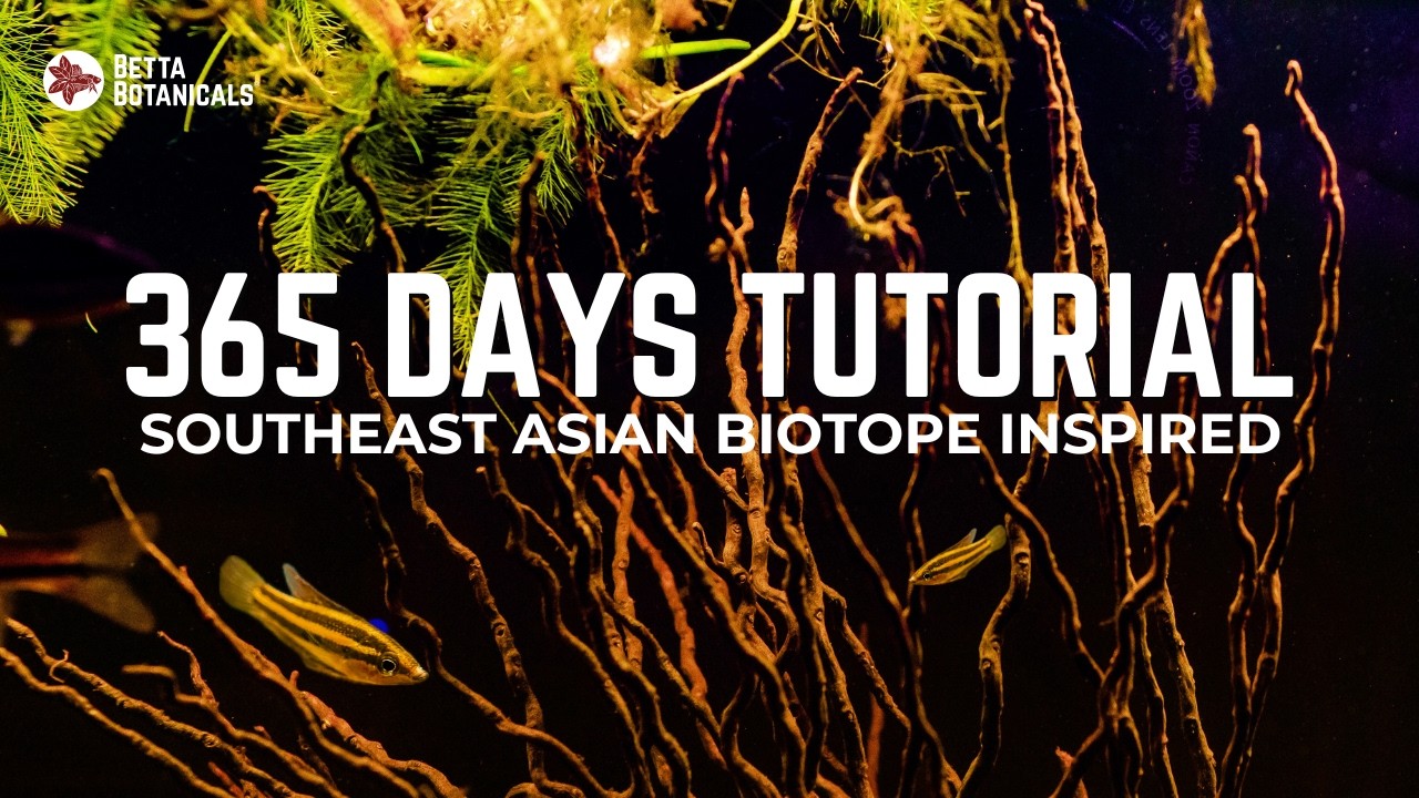 365 Days Southeast Asian Biotope Inspired Blackwater Aquarium Tutorial