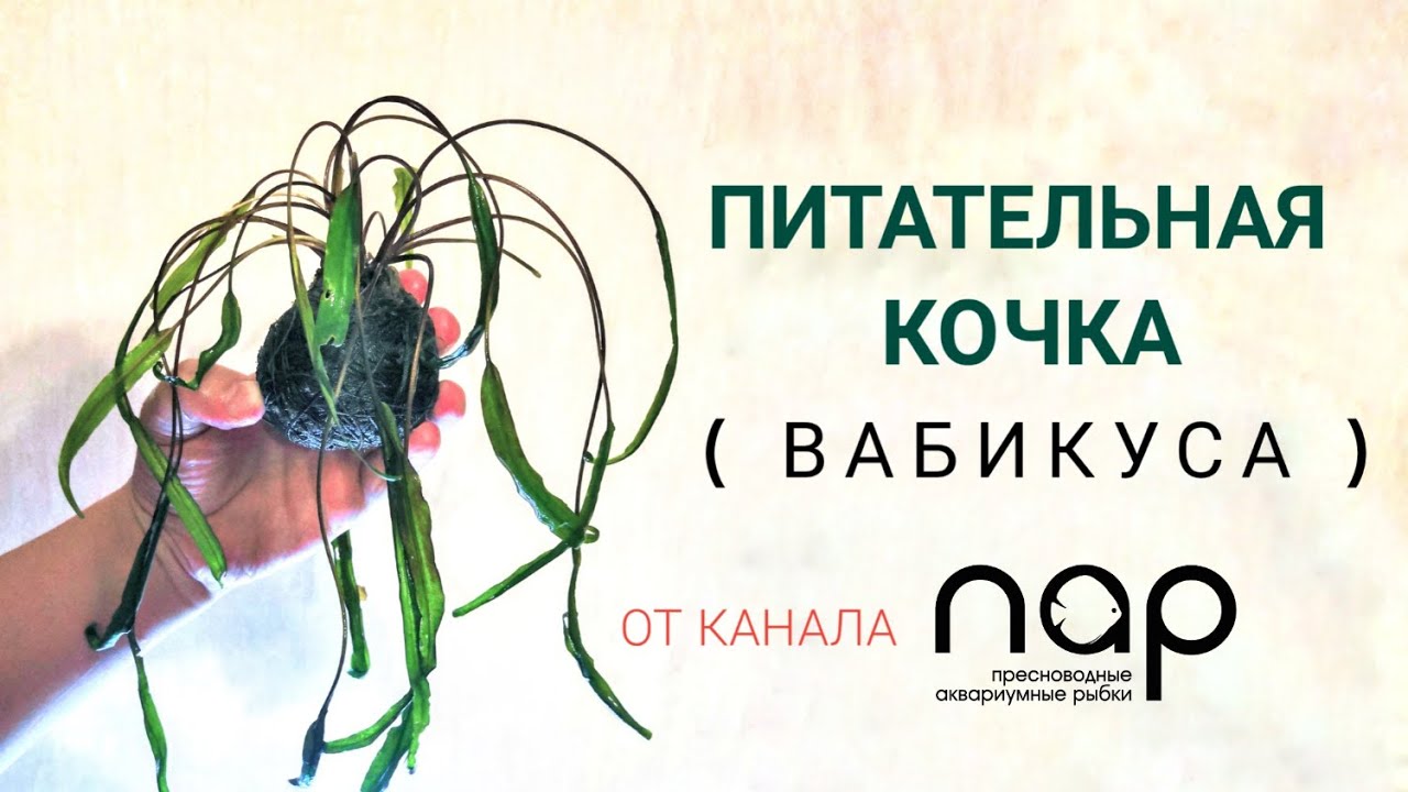 Питательная кочка ( Вабикуса )