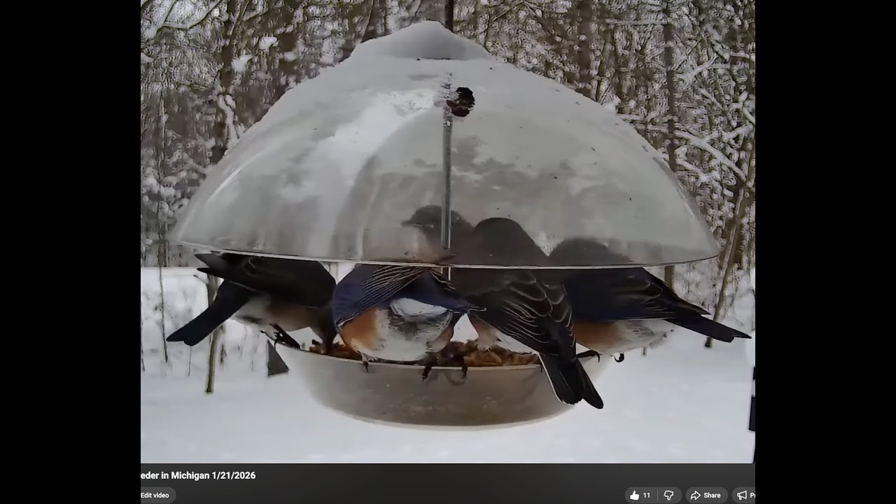 The Bird Perch Live - Bluebird Feeder  in Michigan 1/22/2026