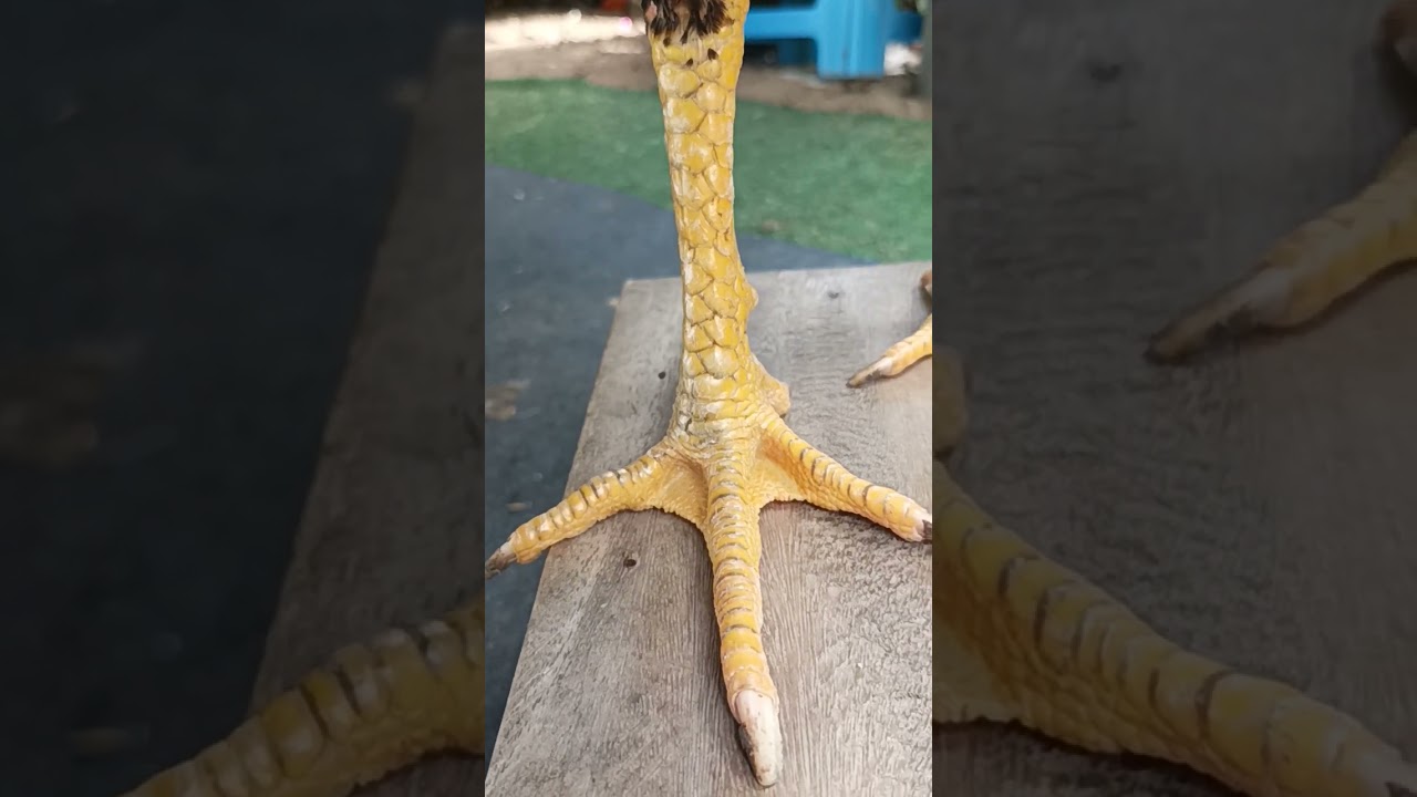 10 สิงหาคม ค.ศ. 2023