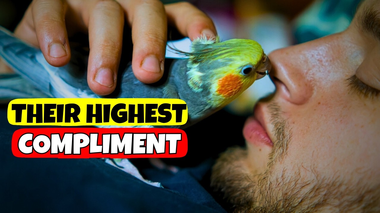 5 самых искренних комплиментов, которые может сделать вам корелла.