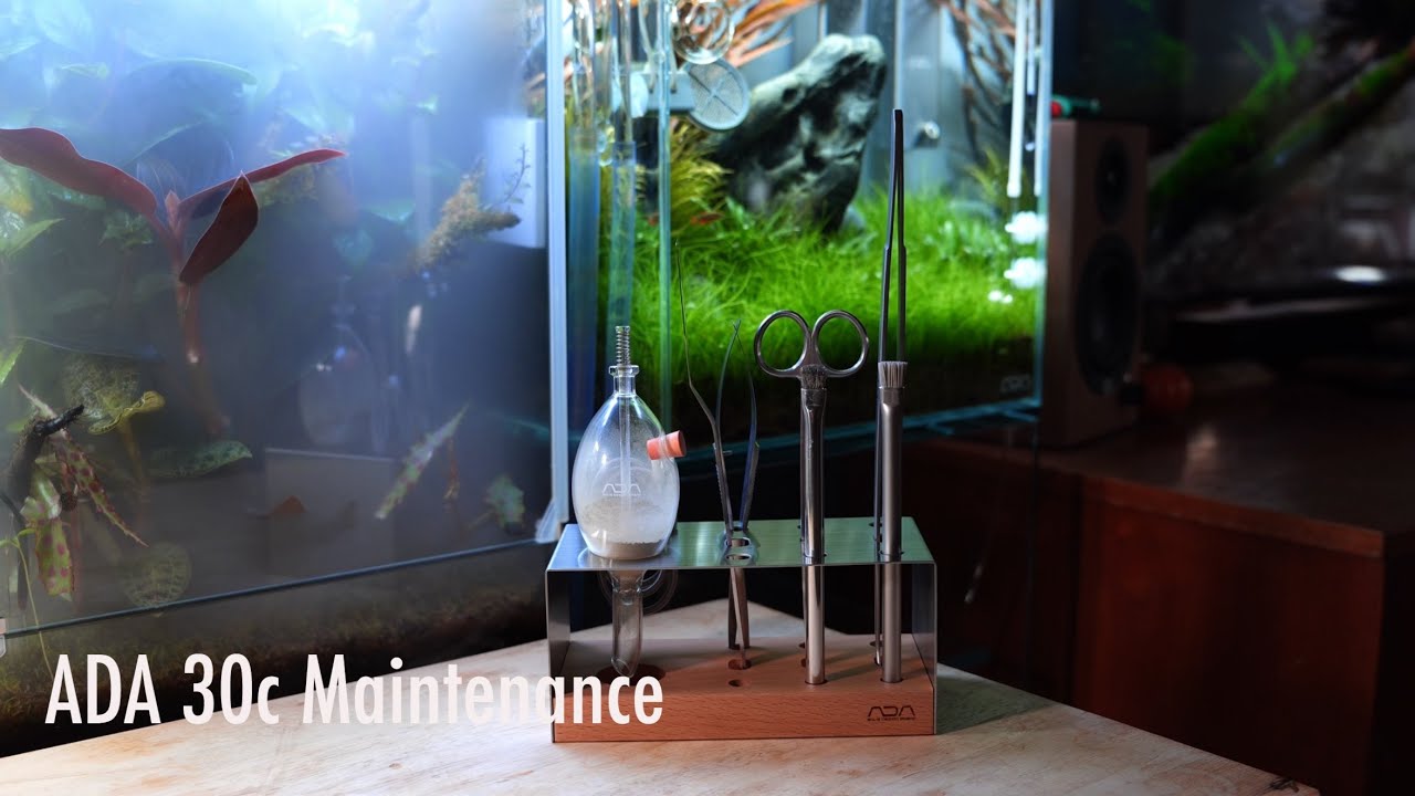 ADA 30C iwagumi maintenance 
