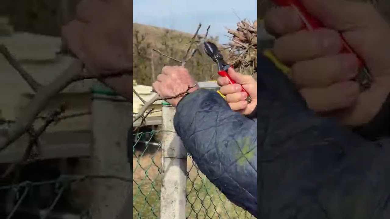 Maestro Willy, Potatura pera Decana 2022