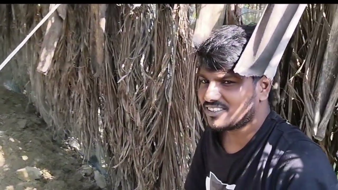 আধুনিক পানের চাষ পদ্ধতি ও ব্যবসা পরিকল্পনা!