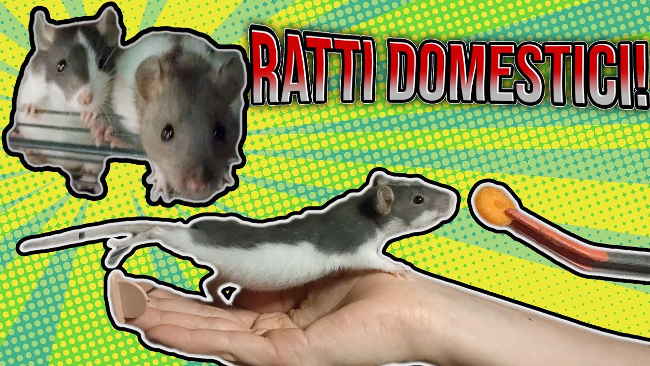 Ho SERPENTI e anche RATTI DOMESTICI... come mai?