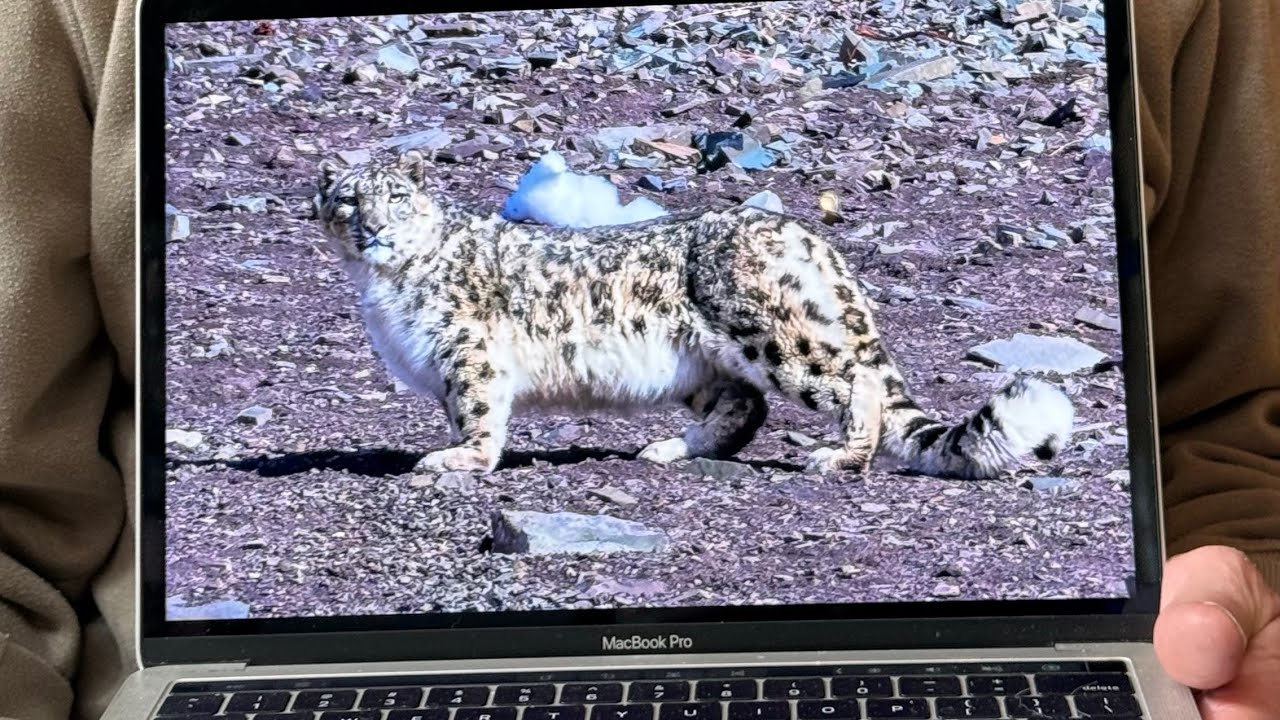 @Voygr Expeditions  snow leopard expedition