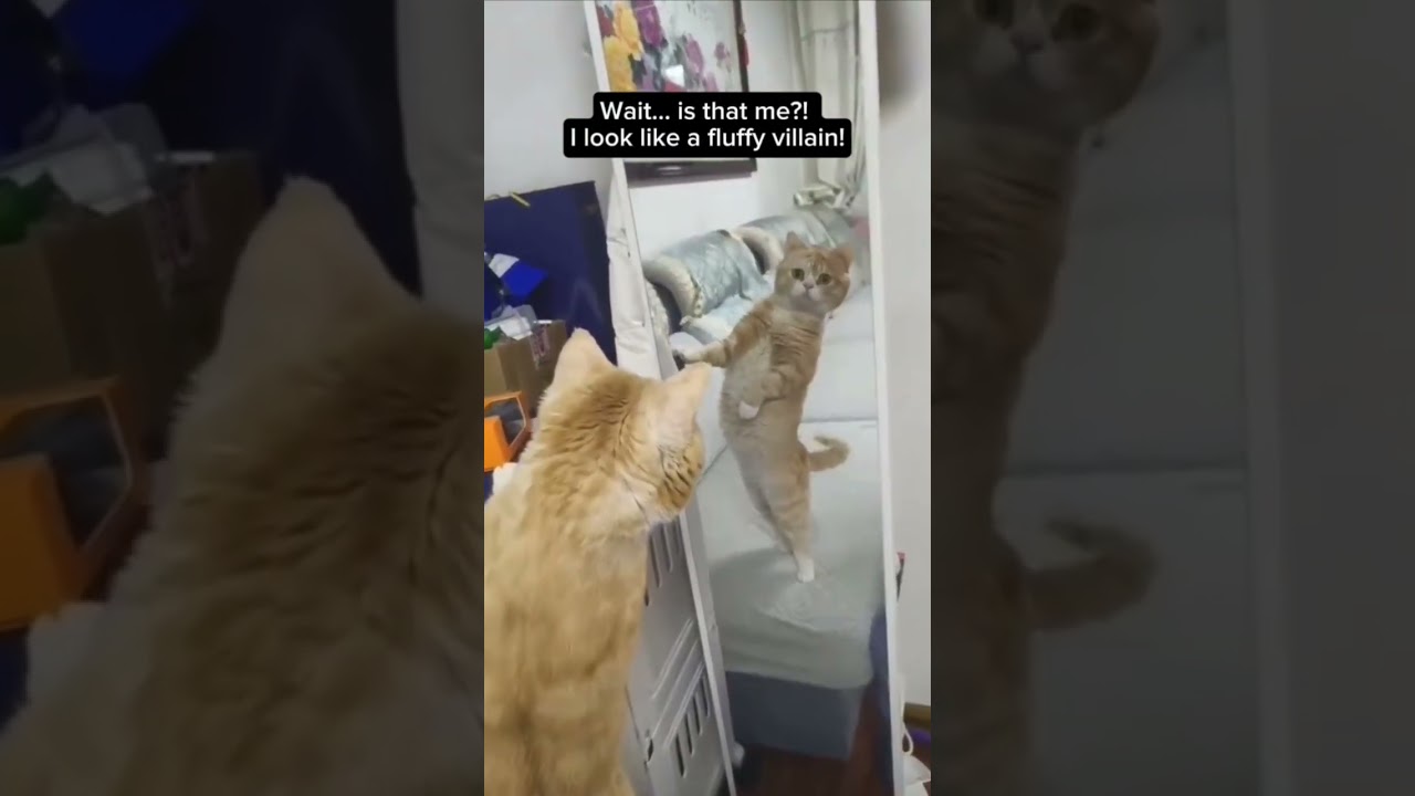 #exploreeverything#shortvibsMirrorShockCat#DesiCatDrama#WhoIsThatCat#ShakalKaSadma#CatVsReflection