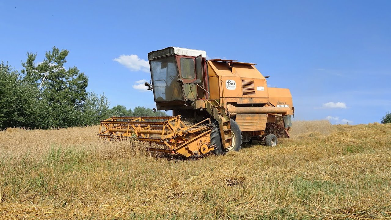 Żniwa 2024 || Bizon Rekord Z058 ||