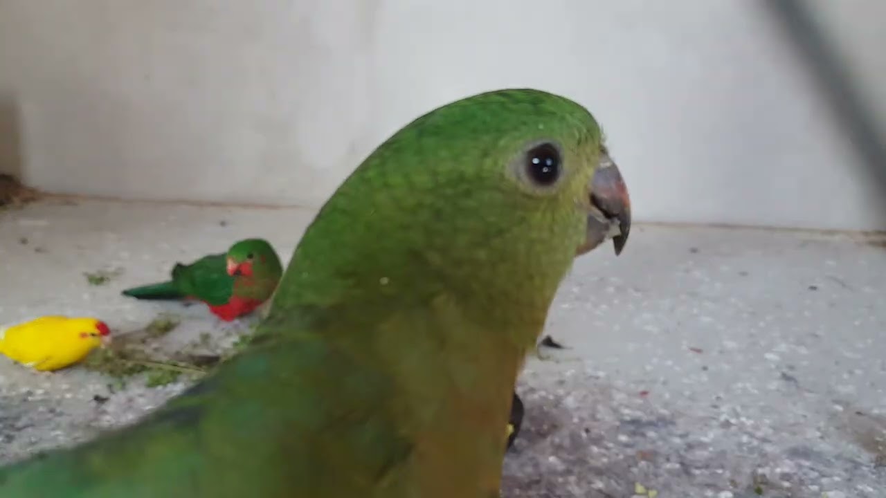 Modrolotki,szkarłatki, rozelle i gwiazdnica/King parrots,kakariki,rosella & Stellaria media