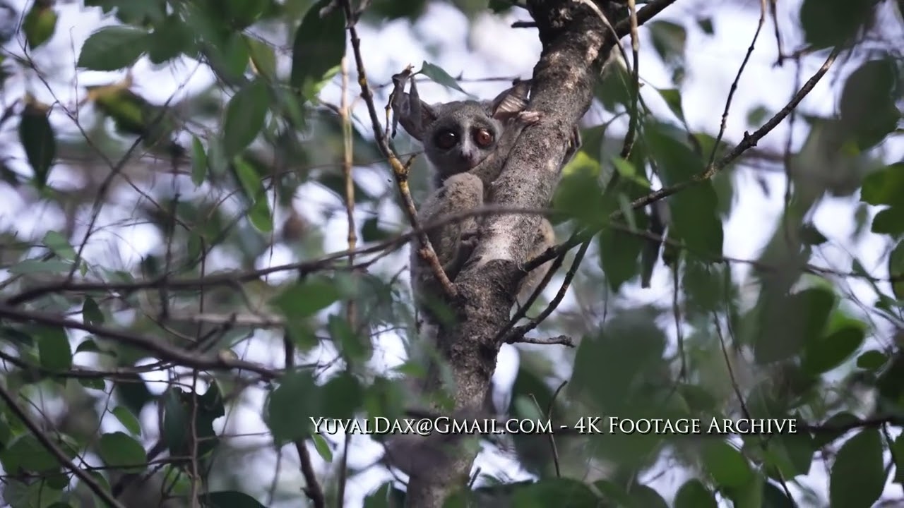 Bushbaby - Uganda Lesser Galago (Galago senegalensis) / Masai Mara KENYA