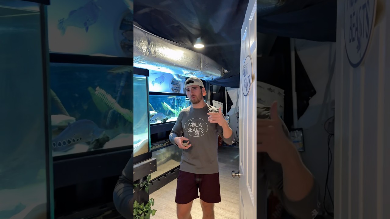 Touring My FISHCAVE! (Over 1,000 gallons) #fish #aquarium #fishtank #aquabeasts