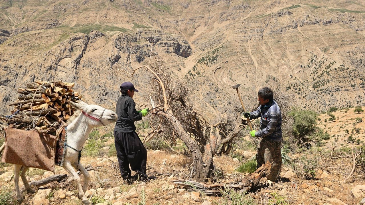 🔥🏔️ Nomadic Life: A Tough Battle for Survival and Firewood Gathering in the Mountains 🐴🪵