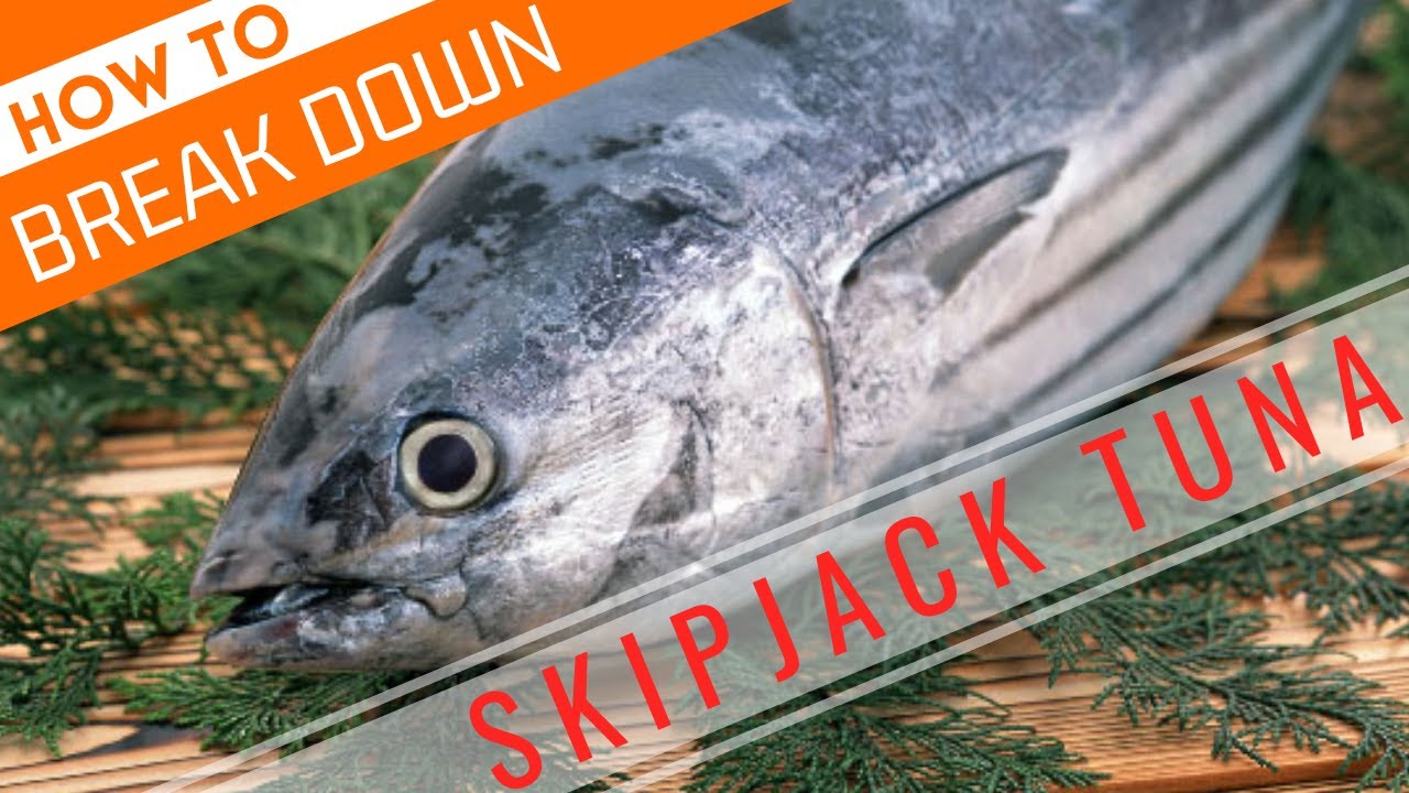 How to Break Down Skipjack Tuna【Sushi Chef Eye View】