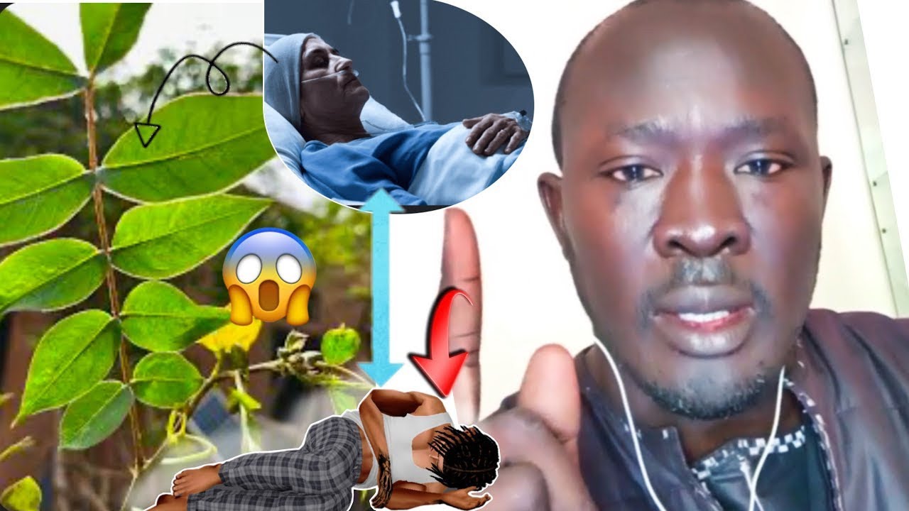 🌿Mbanté mare ak fébar yimouy fathe ak Serine mor hasta touré