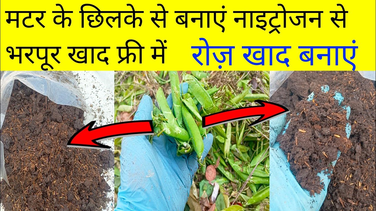 नाइट्रोजन से भरपूर खाद फ्री में घर पर बनाएं/Make nitrogen-rich fertilizer from pea peels/DIY Compost