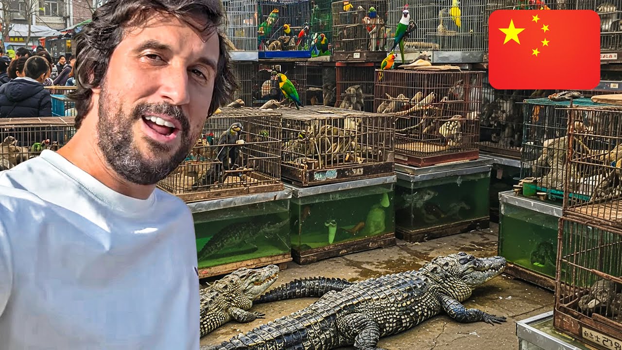 Visité los MERCADOS de ANIMALES 