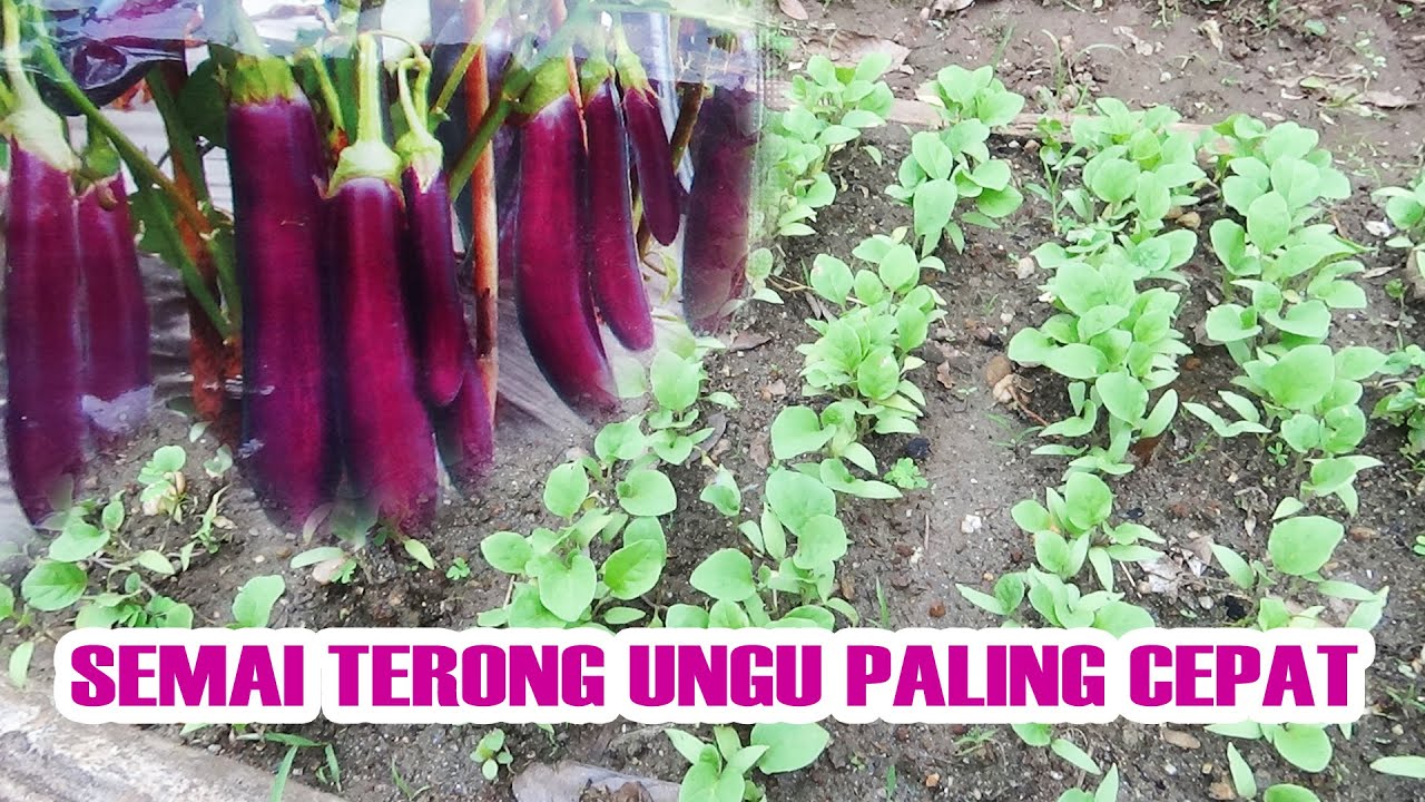 Cara Semai Terong Ungu Paling Mudah dan Cepat Sistim Tebar & Cabut Anti Gagal  PART 1