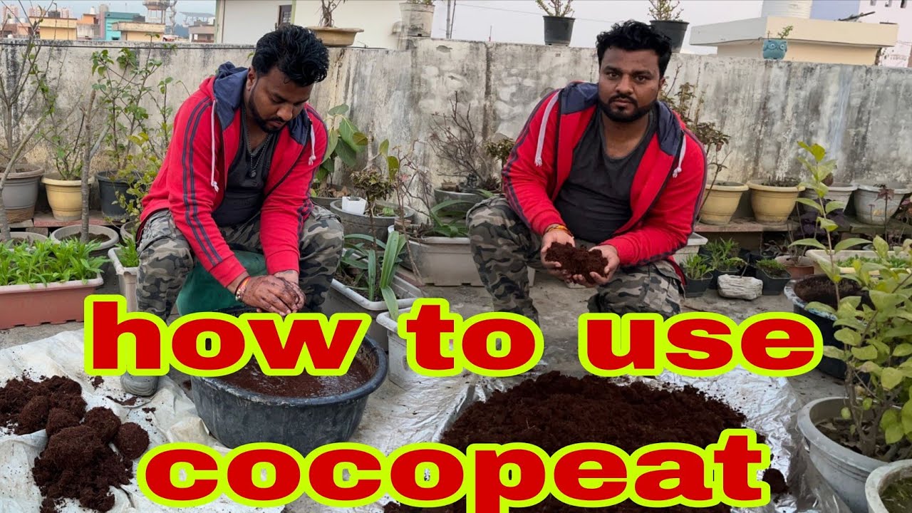 Kaise karte hai cocopeat ka istemal how to use cocopeat 