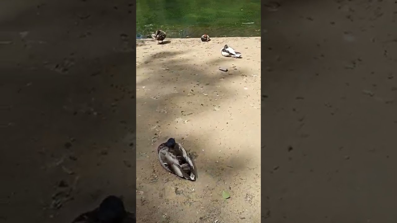 ***Sunday Birds***