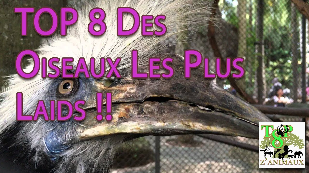 Top 8 Des Oiseaux Les Plus Laids !