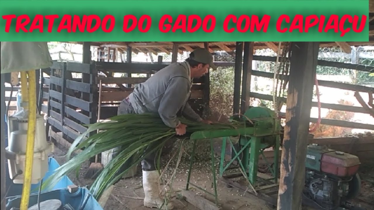 Picando capim na picadeira com motor Yanmar B9 /pecuária de leite