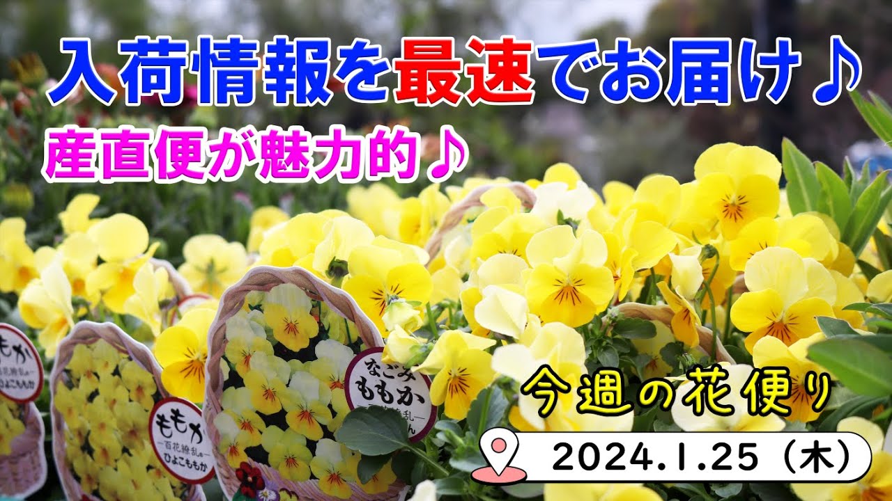 今週の花便り #68【2024.1.25】先週お届け出来なかった分までご紹介♪ ルピナス・ミニバラ・オステオスペルマム など【入荷情報を最速でお届け!!】