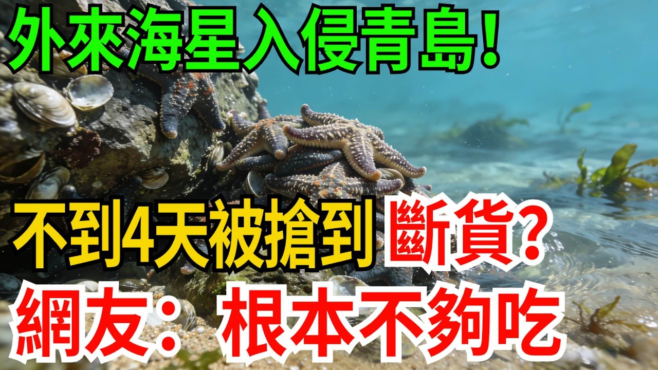 外來海星入侵青島！不到4天被搶到斷貨？網友：笑死，根本不夠吃【觀勢經緯】#科普#世界之最 #出類拔萃 #top10#海星泛濫 #膠州灣 #生物災害 #吃貨力量 #生態平衡