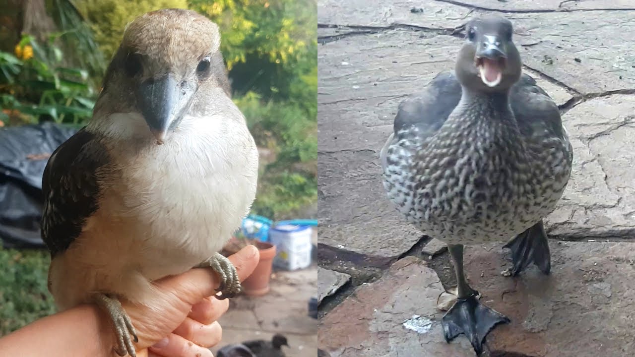 Just your average morning in the backyard. Australian Wood Duck Ducklings and Kookaburras!!