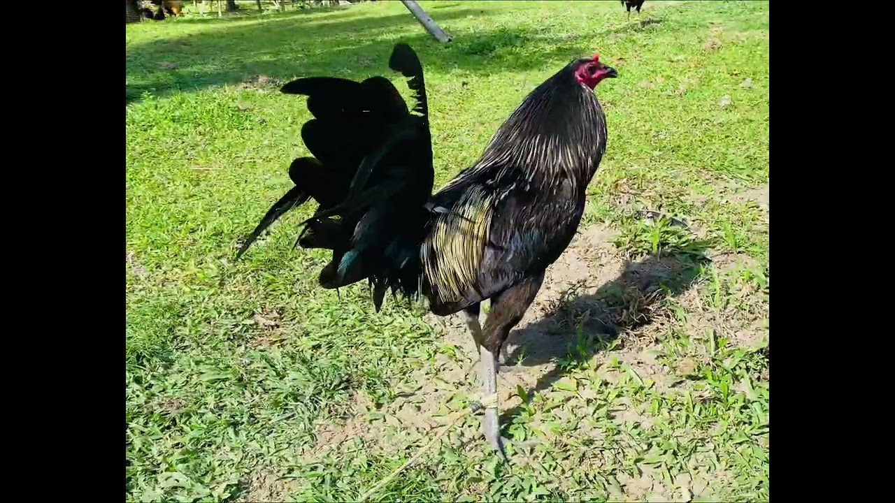 MELSIMS BLACK GREY 👍🐓🐣☺️