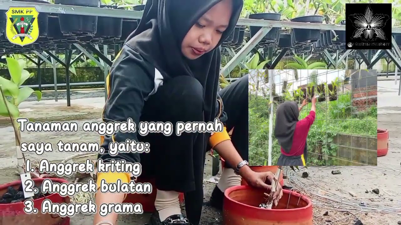 KEGIATAN SELAMA PKL DI DD ORCHID NURSERY, DI KOTA BATU MALANG @smkpp01tegalampel
