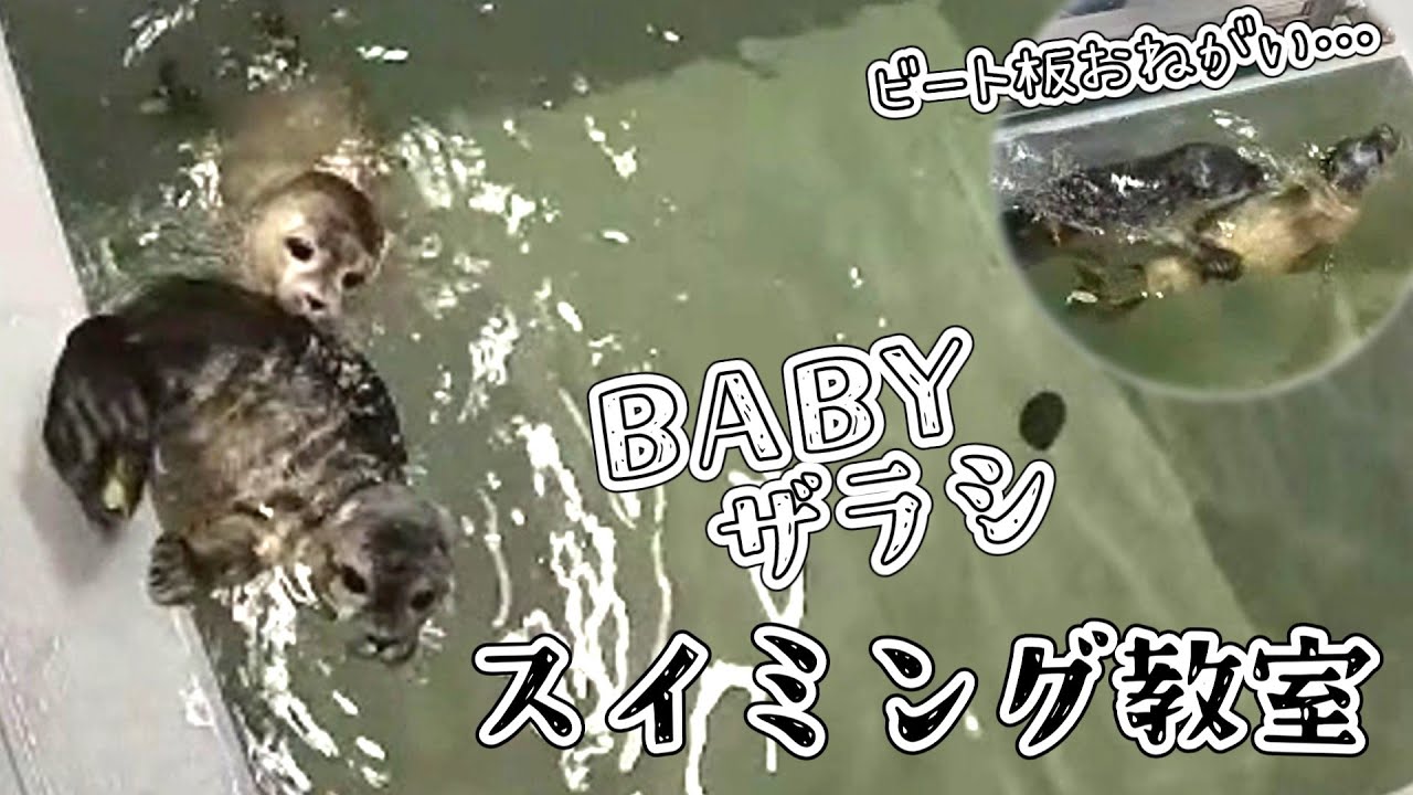アザラシ赤ちゃんスイミングスクール 5月の成長記録【アザラシ幼稚園】