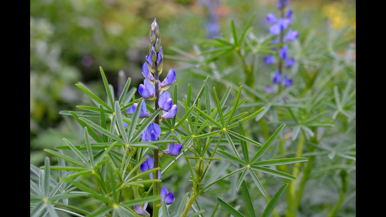 Tre sommarblommor att gödsla med
