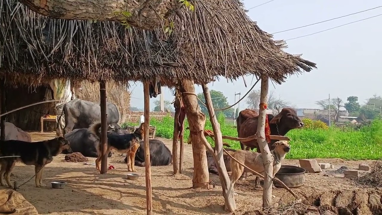 🐕🐕‍🦺🦮काका जी के कुत्ते तीन,एक सफेद, एक काला, एक मशीन!